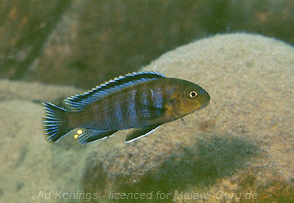 'variable mozambique' Chiloelo Pseudotropheus sp. 'variable mozambique'